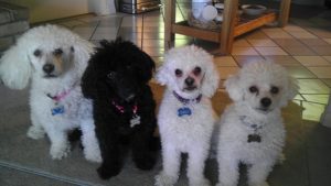 carols-4-poodles-small-pixels